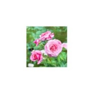 Décorosier Pink Voluptia - VERDIA - S. JARRY