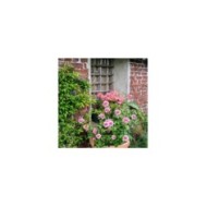 Décorosier Pink Voluptia - en pot - VERDIA - S. JARRY