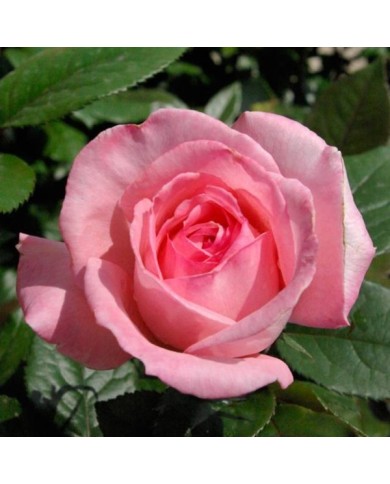 Rosier Fragonard® (Pépinières Georges Delbard)