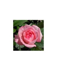 Rosier Fragonard® (Pépinières Georges Delbard)
