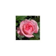 Rosier Fragonard® (Pépinières Georges Delbard)