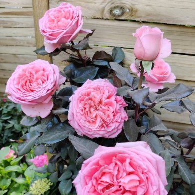 Rosier Fragonard (obt. Delbard) (X.G. / Gerbeaud.com)