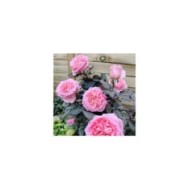 Rosier Fragonard (obt. Delbard) (X.G. / Gerbeaud.com)