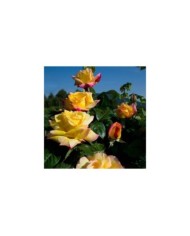 Rosier grimpant 'Mme A. Meilland' (Meilland)