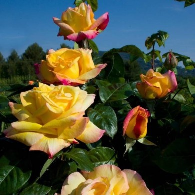 Rosier grimpant 'Mme A. Meilland' (Meilland)