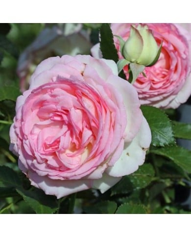 Rosier 'Pierre de Ronsard' - fleur (Michael Jefferies)