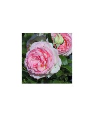 Rosier 'Pierre de Ronsard' - fleur (Michael Jefferies)