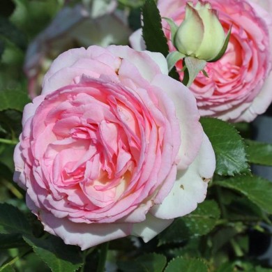 Rosier 'Pierre de Ronsard' - fleur (Michael Jefferies)