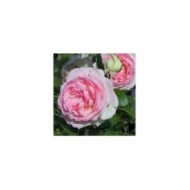 Rosier 'Pierre de Ronsard' - fleur (Michael Jefferies)