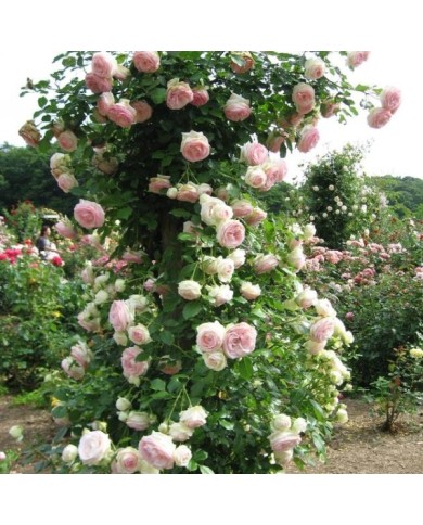 Rosier 'Pierre de Ronsard' (Hamachidori / Wikimedia)