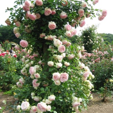 Rosier 'Pierre de Ronsard' (Hamachidori / Wikimedia)