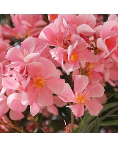 Laurier rose 'Tito Poggi'