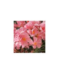 Laurier rose 'Tito Poggi'