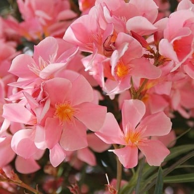 Laurier rose 'Tito Poggi'