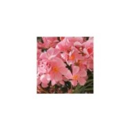 Laurier rose 'Tito Poggi'