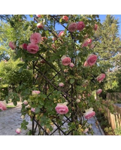 Rosier 'Pierre de Ronsard' (Thomon)