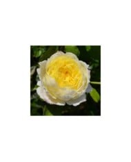Rosier grimpant Amnesty International® (DELBARD)