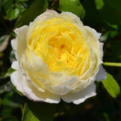 Rosier grimpant Amnesty International® (DELBARD)