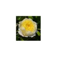 Rosier grimpant Amnesty International® (DELBARD)