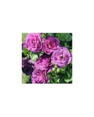 Rosier Audacieuse21 - LAPERRIERE