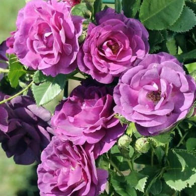 Rosier Audacieuse21 - LAPERRIERE