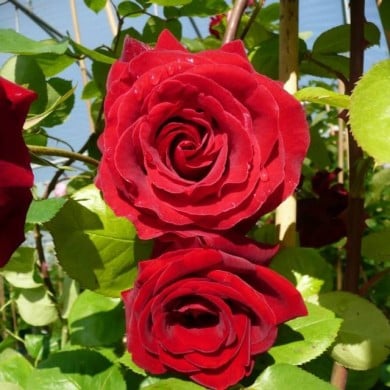 Rosier grimpant MESSIRE DELBARD® (Delbard)
