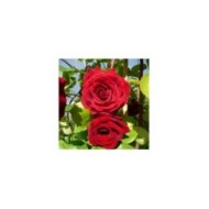 Rosier grimpant MESSIRE DELBARD® (Delbard)