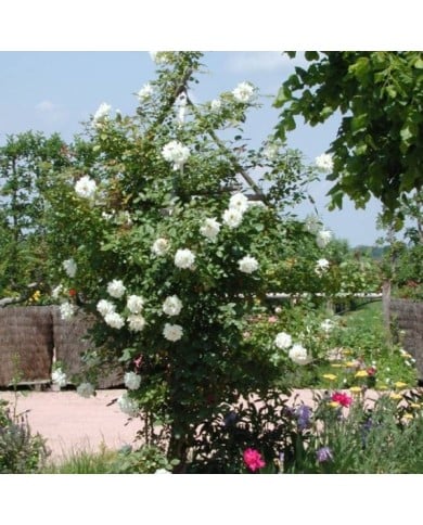 Rosier grimpant Blanche Colombe® (DELBARD)