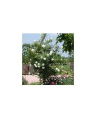 Rosier grimpant Blanche Colombe® (DELBARD)