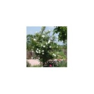 Rosier grimpant Blanche Colombe® (DELBARD)
