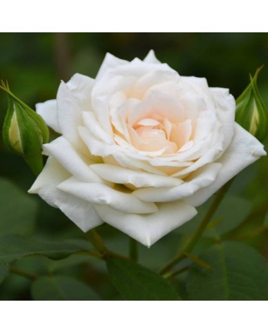 Rosier grimpant Blanche Colombe® - fleur (DELBARD)