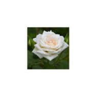 Rosier grimpant Blanche Colombe® - fleur (DELBARD)
