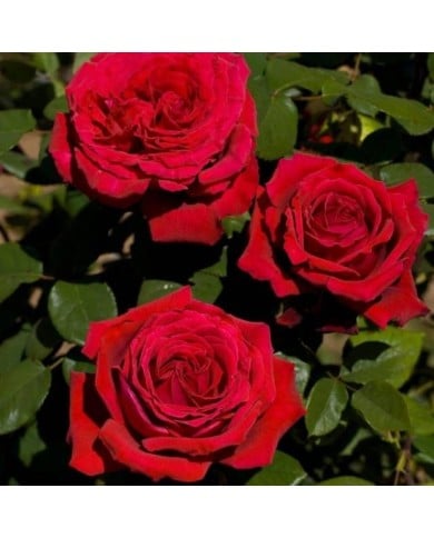 Rosier grimpant Botero® (Meilland)