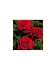 Rosier grimpant Botero® (Meilland)