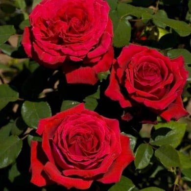 Rosier grimpant Botero® (Meilland)