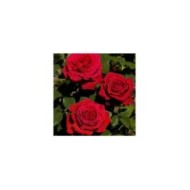 Rosier grimpant Botero® (Meilland)