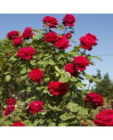 Rosier grimpant Botero® (Meilland)