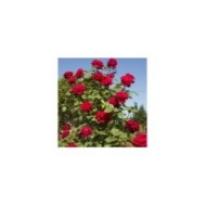 Rosier grimpant Botero® (Meilland)