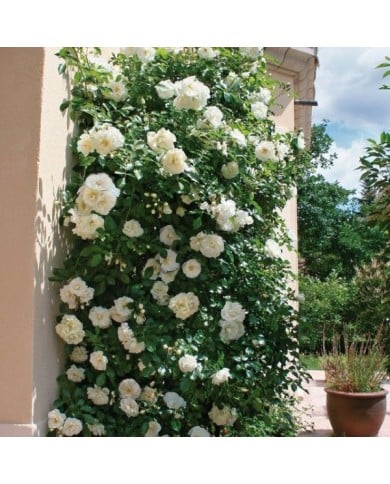 Décorosier grimpant Opalia® (Décorosier)