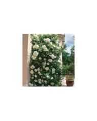 Décorosier grimpant Opalia® (Décorosier)