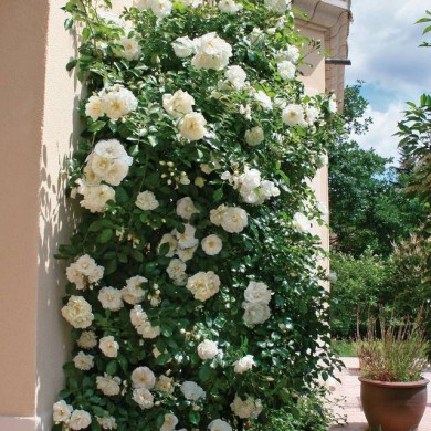 Décorosier grimpant Opalia® (Décorosier)