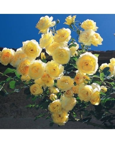 Rosier grimpant Dune® (DELBARD)