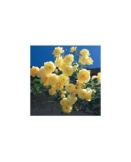 Rosier grimpant Dune® (DELBARD)