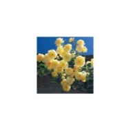 Rosier grimpant Dune® (DELBARD)