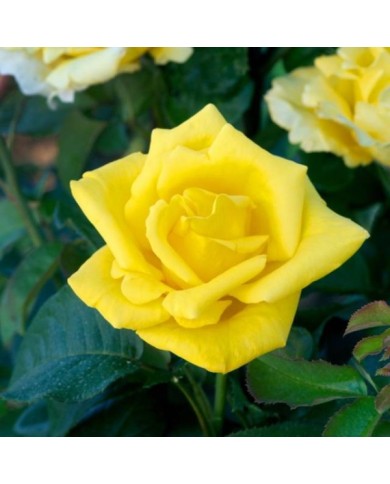 Rosier grimpant Dune® - fleur (DELBARD)