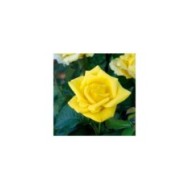 Rosier grimpant Dune® - fleur (DELBARD)