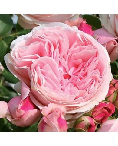 Rosier grimpant L'Alhambra® (Edirose)