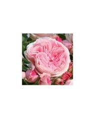 Rosier grimpant L'Alhambra® (Edirose)