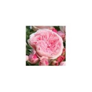 Rosier grimpant L'Alhambra® (Edirose)