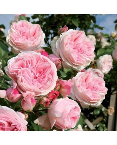 Rosier grimpant L'Alhambra® (Edirose)